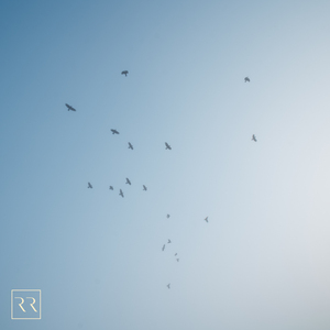 成人免费三级片
